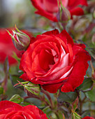 Rosa 'Planten un Blomen'
