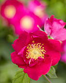 Rosa Splendens