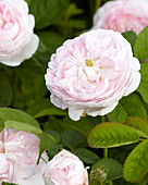 Rosa 'Pompon Blanc Parfait'