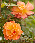 Rosa 'Westerland'