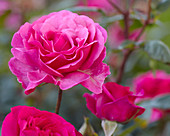 Rosa 0836