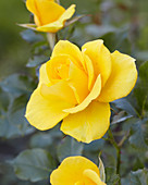 Rosa Goldquelle