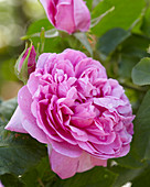 Rosa 'Comte de Chambord'
