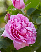 Rosa Comte de Chambord