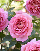 Rosa 'Jubilee Celebration'