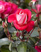 Rosa Heimatmelodie