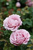 Rosa 'Pink Star'