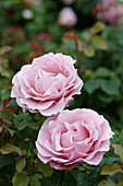 Rosa Pink Star