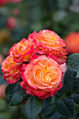 Rosa Gartenspass