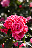 Rosa Gartenfreund