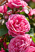 Rosa 'Lea'