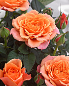 Rosa Parade Dora