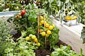 Tomatenpflanzen und Küchenkräuter im selbstgebauten Hochbeet aus Paletten