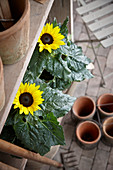 Helianthus annuus