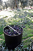 Olivenernte mit Erntenetz
