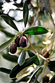Reife Oliven am Zweig