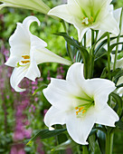 Lilium 'Big Tower'