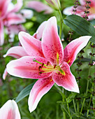 Lilium Tiber