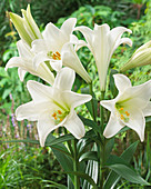 Lilium 'White Miracle'