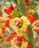 Gladiolus 'Farah'