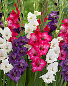 Gladiolus Mix