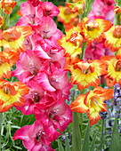 Gladiolus Mix