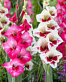 Gladiolus 'Flevo Fiero', 'Flevo Gipsy'