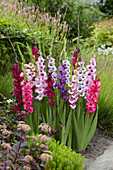 Gladiolus Mix