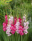 Gladiolus 'Flevo Gipsy', 'Flevo Primo'