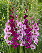 Gladiolus 'Flevo Disco', 'Flevo Frizzle'