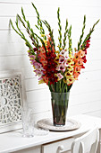 Gladiolus mixed