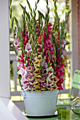 Gladiolus Mix