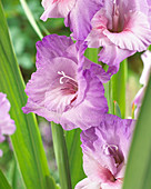 Gladiolus 'AA 695-7'