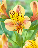 Alstroemeria Layon