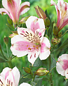 Alstroemeria 5157