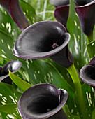 Zantedeschia 'Cantor'