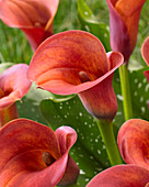 Zantedeschia 'Captain Safari'