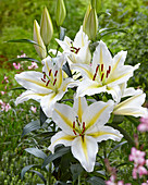 Lilium 'Baferrari'