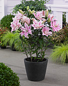 Lilium 'Roselily Nora' ®