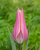 Pinke, lilienblütige Tulpe