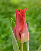 Tulipa 'Pretty Orange Woman'