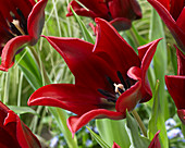 Tulipa 'Lasting Love'