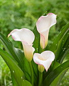 Zantedeschia Brasilia