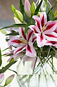 Lilium bicolour