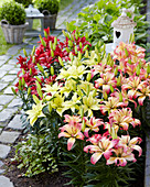 Lilium 'Easy Life Collection'