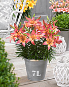 Lilium Jubilee Joy