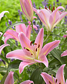 Lilium 'Mei'