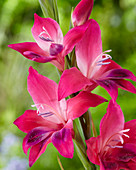 Gladiolus ramosus 'Vulcano'