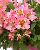 Alstroemeria 'Sunshine' ®