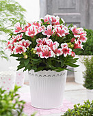 Alstroemeria Maya ®